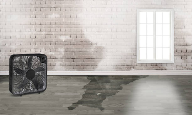 Best Local water damage restoration  in Kennett, MO